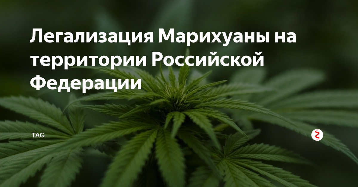 легализация марихуаны в российской