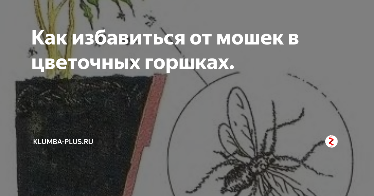 Как избавиться от цветочных мошек. Средство от мошек в земле комнатных растений. Средство от цветочных мошек в квартире. Средство от земляных мошек в комнатных цветах. Порошок от мошек в комнатных цветах.