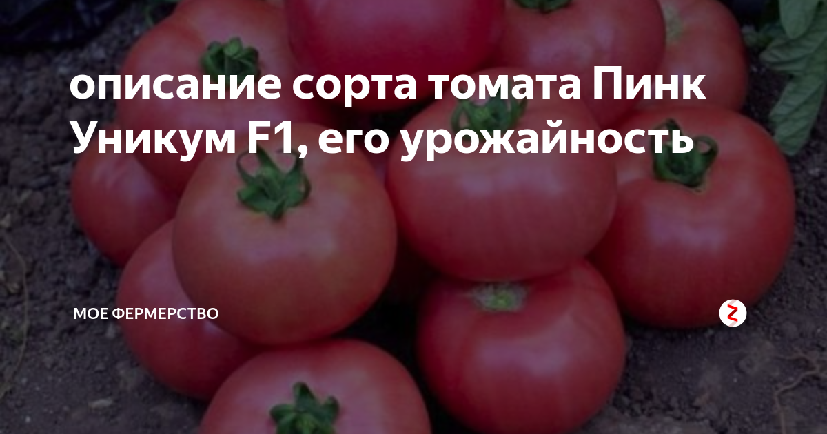 Самый лучший томат в мире 2023 г.!Высокоурожайный и сладкий томат сорта ПИНК КОЙ