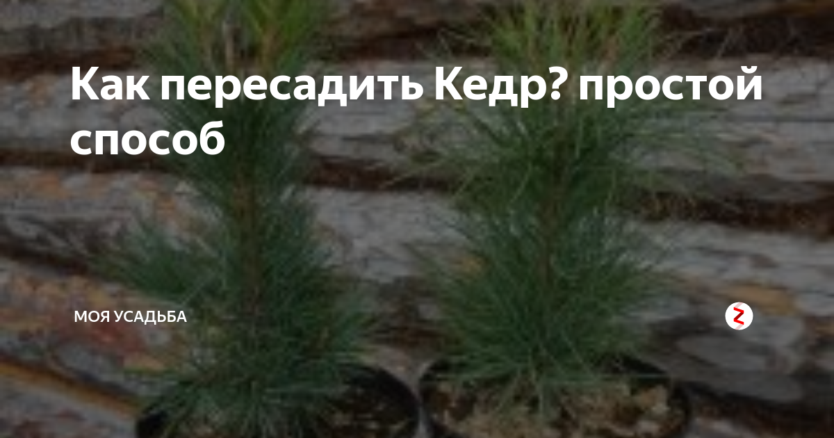 Как пересадить кедр. Пересадка кедра на новое место. как пересадить кедр на другое место летом. как быстро растет кедр. пересадка кедра 2 метра.