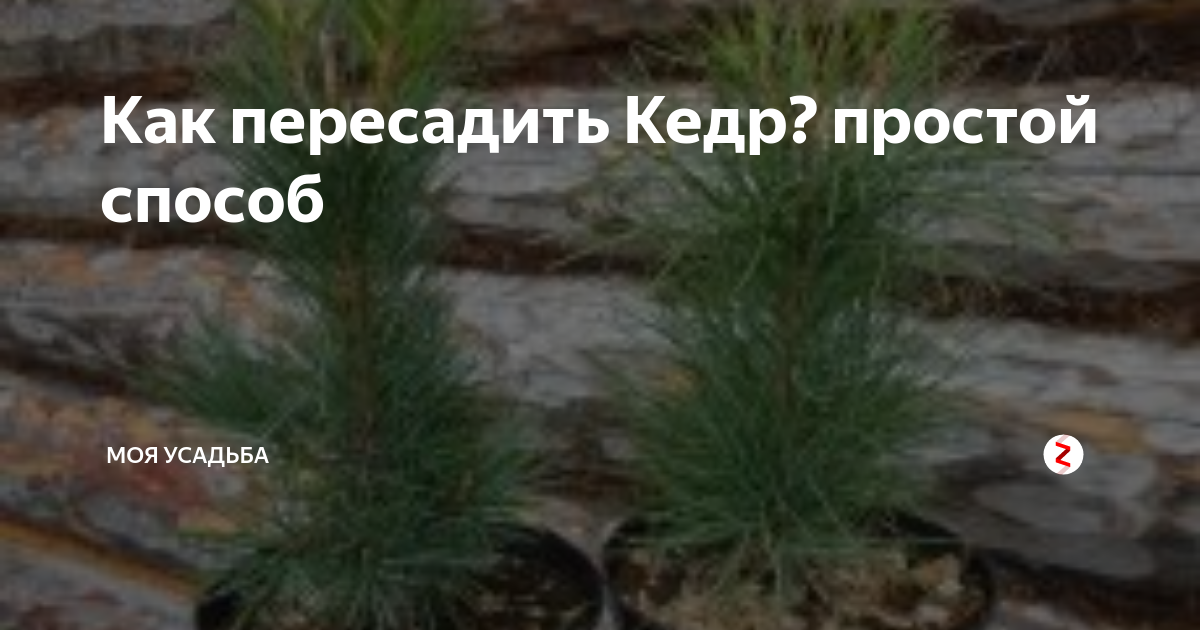 Как пересадить кедр. Пересадка кедра на новое место. Как пересадить кедр на другое место летом. Как быстро растет кедр. Пересадка кедра 2 метра.