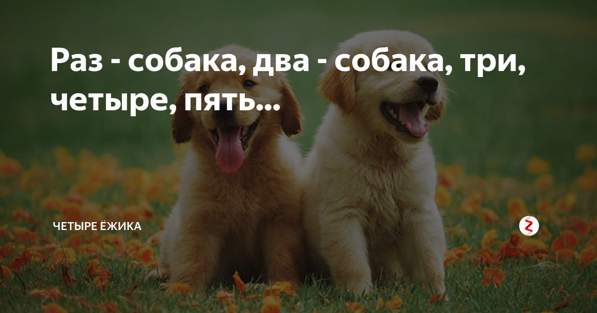 Как называется песня моя собачка одета. Раз собака. Раз собака два собака. Собака раз 2 3. Песня раз собака 2 собака.