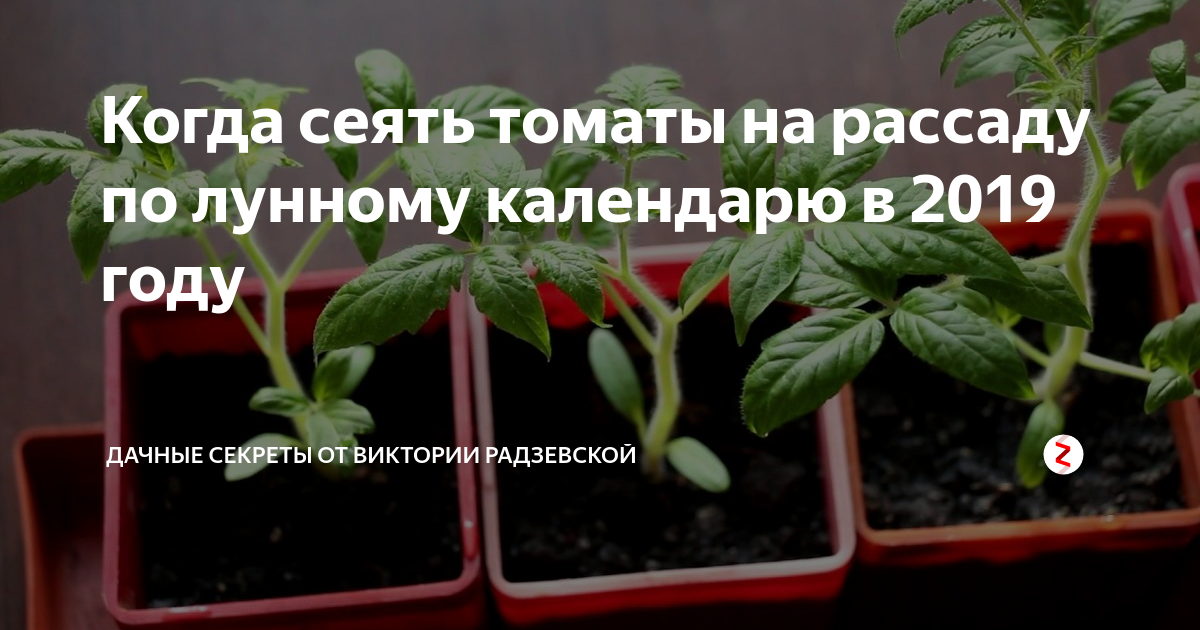 Когда сеять помидоры на рассаду 24 году. Что такое пикировка рассады помидоров. Рассада помидор после пикировки. Как пикировать томаты. Пикировка томатов в марте.