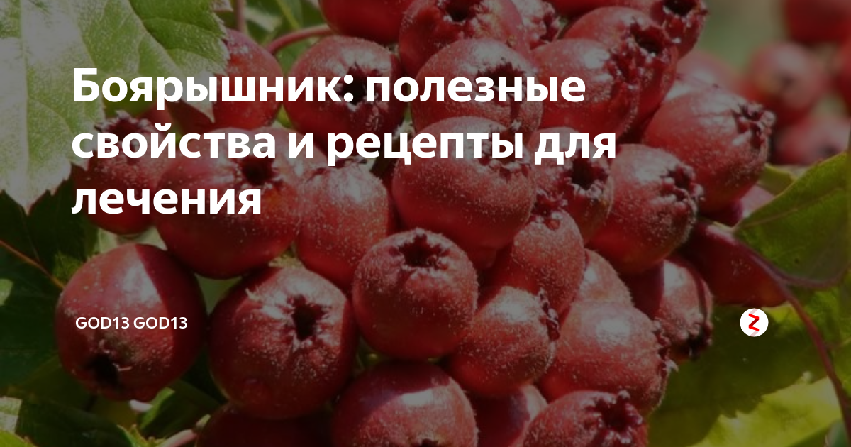 Боярышник польза и вред. Боярышник польза и вред для здоровья. Для чего полезен боярышник. Боярышник лечебные св-ва. Ягода боярышника польза и вред для здоровья.