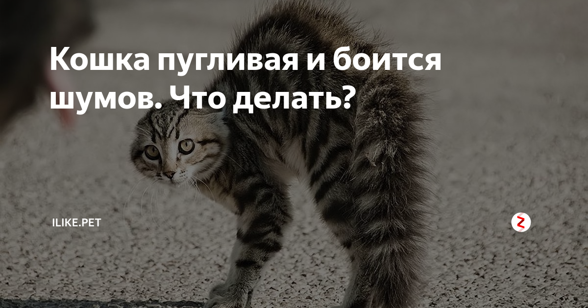 Котенок, который всего боится