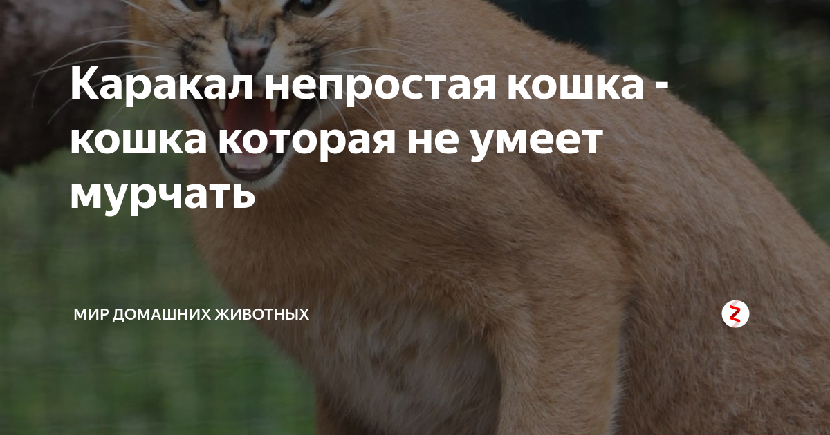 Даже самая дикая кошка умеет мурчать на плече которому доверяет картинка