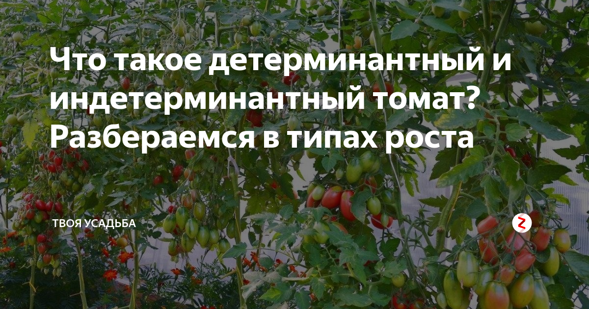 Что такое детерминантный и индетерминантный томат? Разбераемся в типах ...