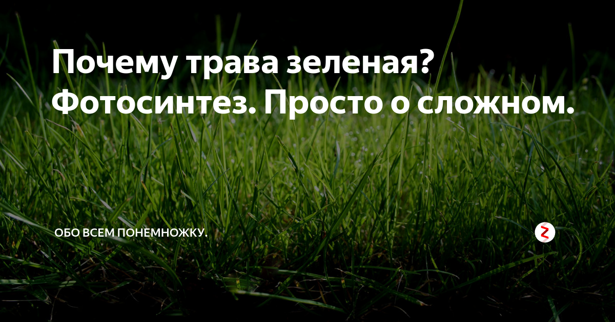 Почему трава зеленая проект