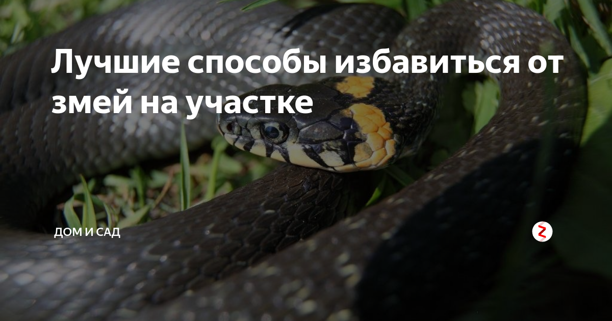 Как избавиться от змей на участке навсегда. Змеи на дачном участке. как избавиться от змеи на участке. отрава для змей на дачном участке.