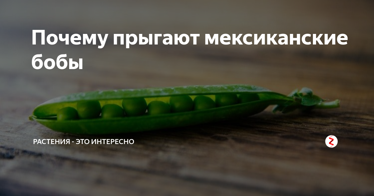 Мексиканские прыгающие бобы. Прыгающие Бобы. Мексиканские прыгающие Бобы прыгают. Мексиканские прыгающие Бобы почему прыгают.