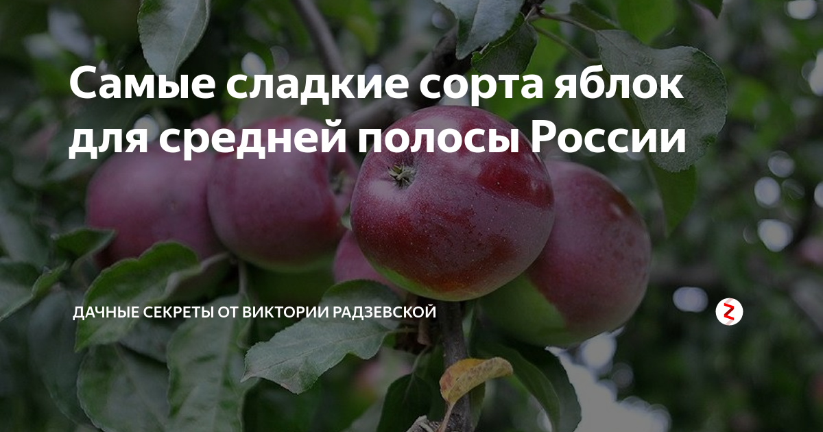 Зимние сорта яблок для средней полосы фото с названием и описанием россии