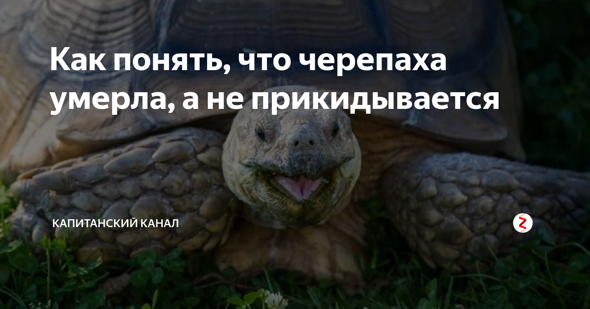 Как определить умершую черепаху. Как определить умершую черепаху. Как определить умершую черепаху. Мёртвая черепаза сухопуиная. Мертвая черепаха сухопутная.