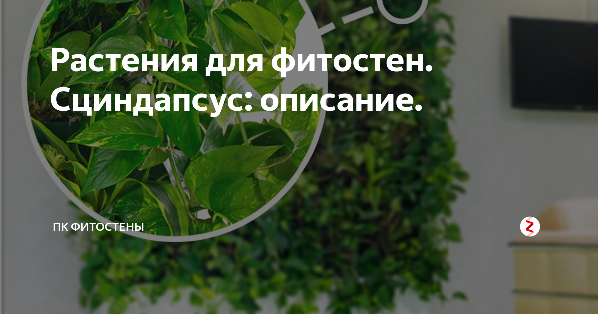 Характеристики Шинуса