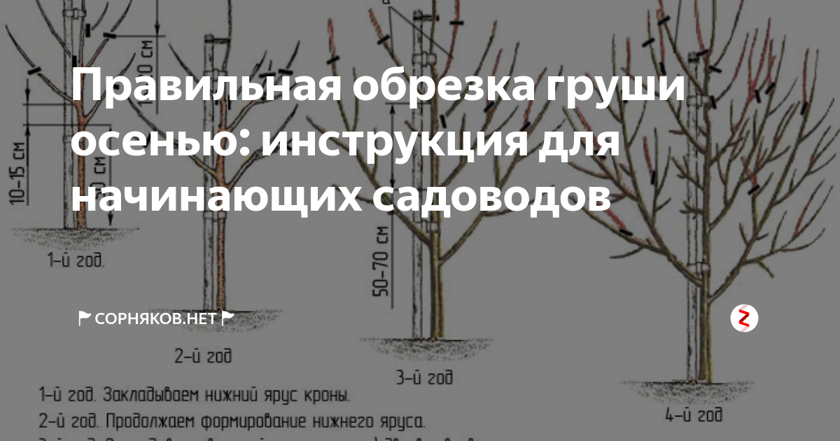 Осенью когда обрезку проводить. Схема обрезки плодовых деревьев весной. Схема обрезки саженца груши. Обрезка плодовых деревьев весной. Схема обрезки яблони весной.