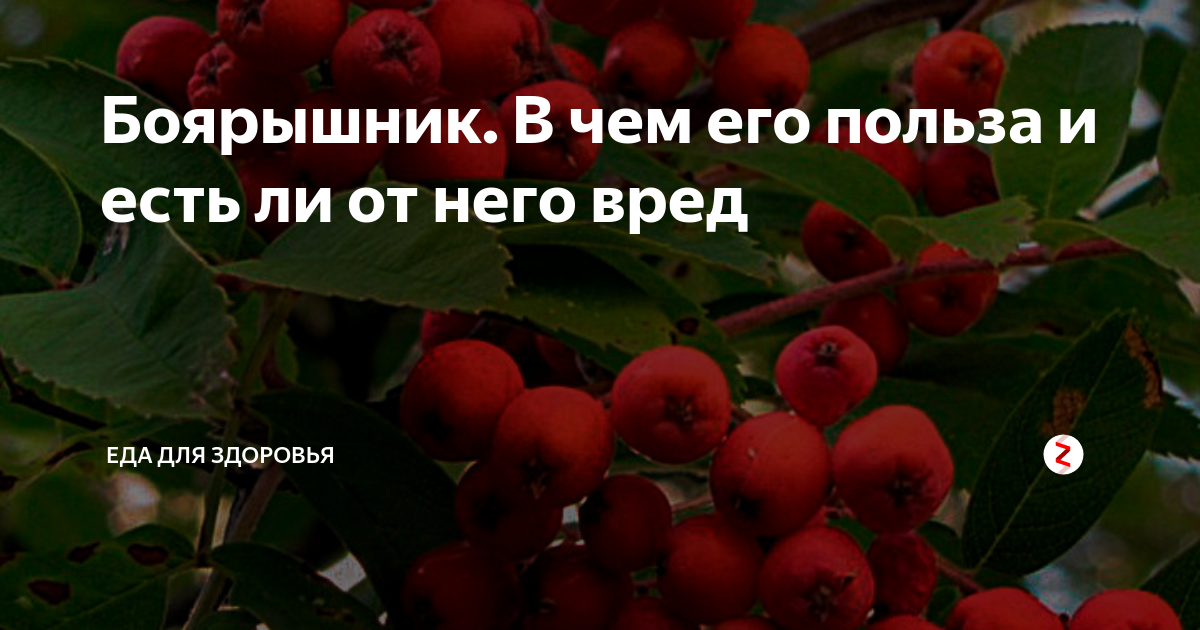 Боярышник вред. Отравление боярышником ягодами. Боярышник для него. Боярышник польза и вред для здоровья.