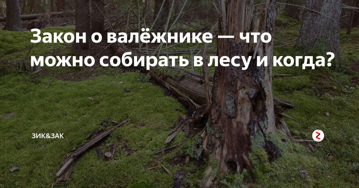 Собирать валежник. Закон о валежнике. Закон о сборе валежника. Закон о заготовке валежника. Сбор валежника в Свердловской области