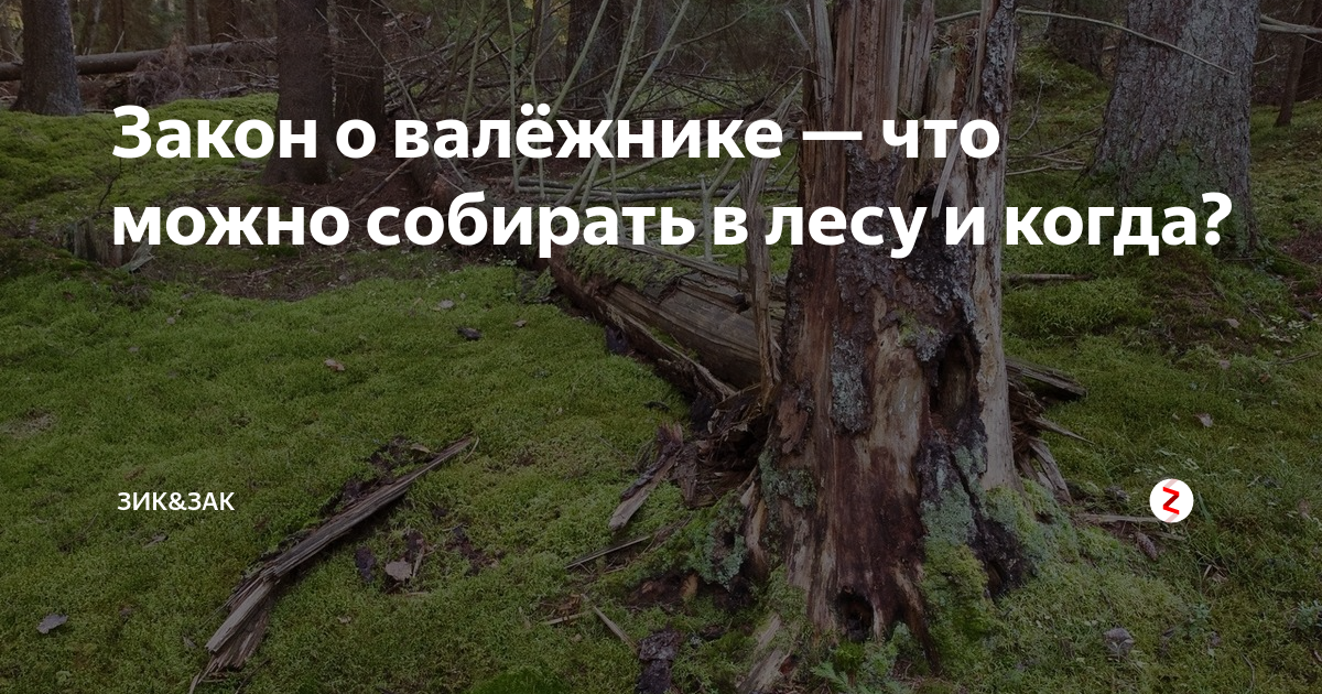 Валежник можно брать. Закон о валежнике. Закон о сборе валежника. Собирать валежник в лесах. Новый закон о валежнике.