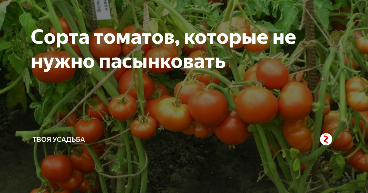 Сорта помидор низкорослых без пасынкования для открытого грунта. Помидоры удлиненные сорта. Помидоры которые не надо пасынковать. Помидоры которые не надо пасынковать. Сорта помидор которые не надо пасынковать.