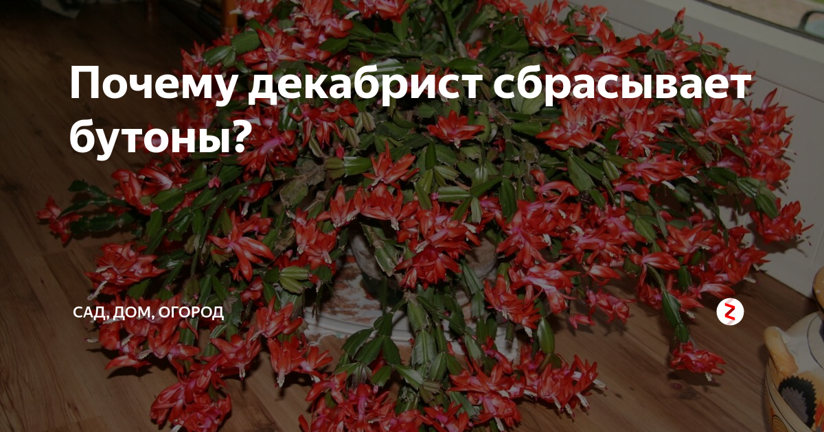 Как цветет декабрист и почему сбрасывает бутоны: кто виноват и что делать?