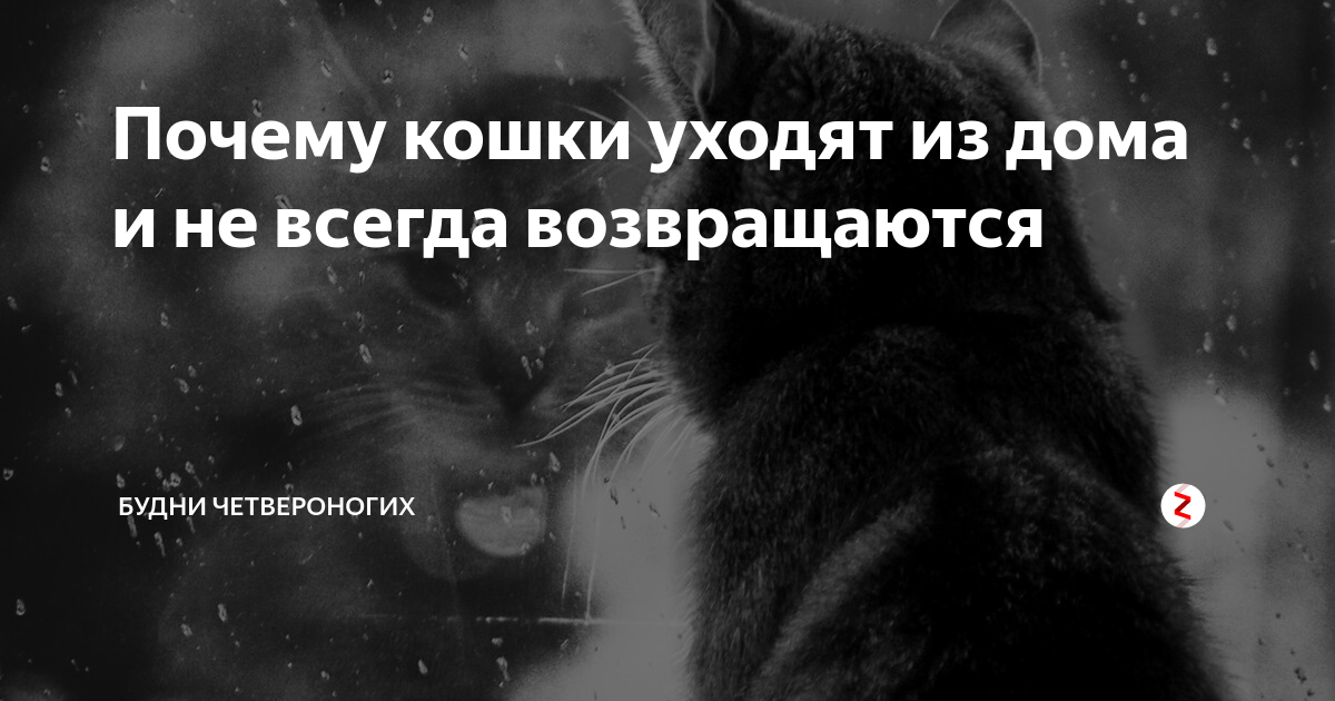 Кошка уходит. Почему коты уходят. Почему кот уходит из дома. Почему кошки уходят из дома. На сколько кошки уходят из дома