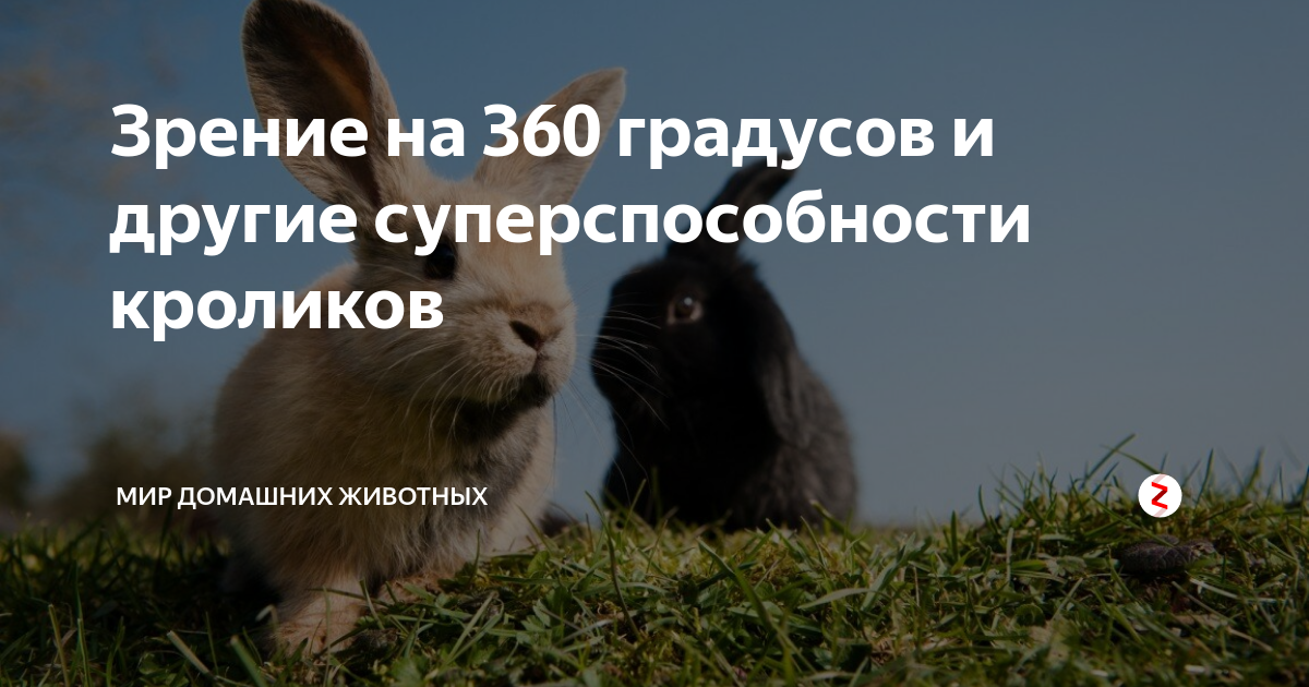 Как видят кролики декоративные картинка