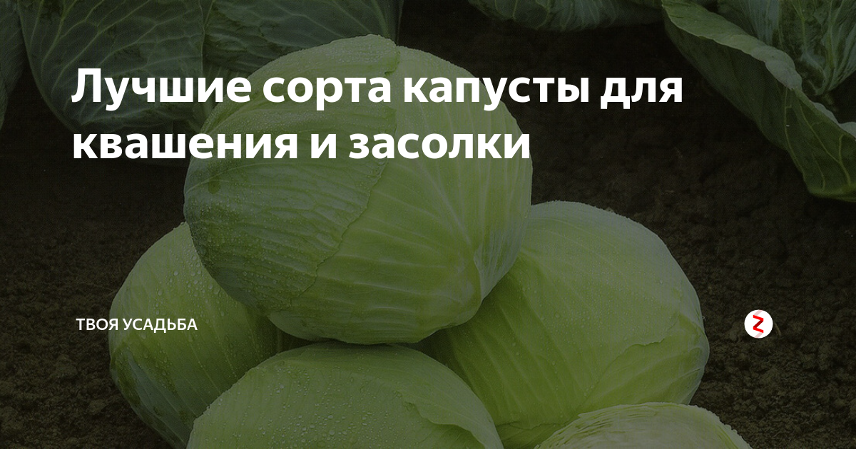 Капуста для засолки сорта. Лучшие сорта капусты для засолки и квашения. Капуста для засолки лучшие сорта. Сорт капусты для засолки Слава