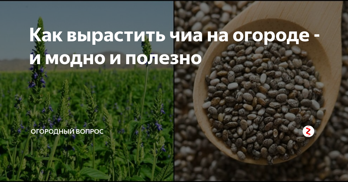 Чиа растение где растет как выглядит Как вырастить чиа на огороде - и модно и полезно Огородный вопрос Дзен