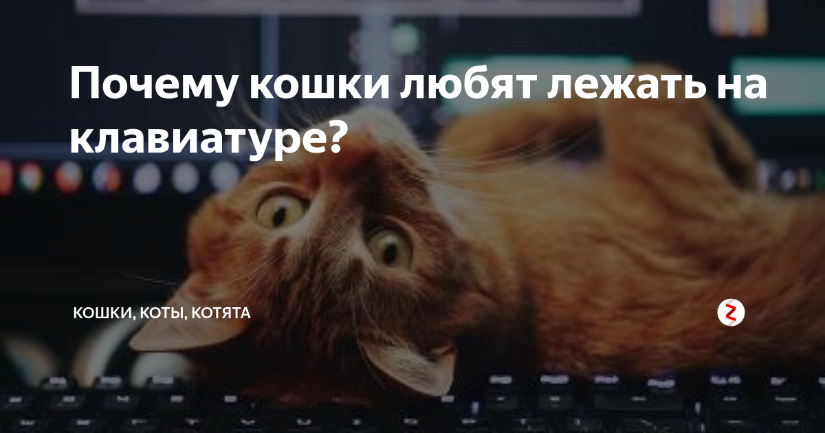 Почему коты любят лежать на клавиатуре