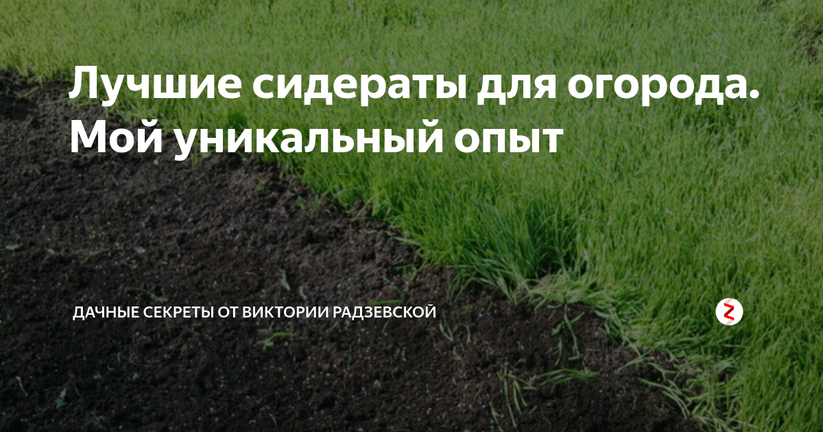 Что такое сидераты на огороде фото и названия для чего они нужны