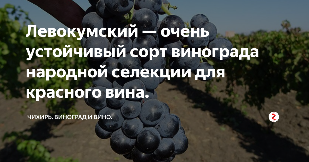 Виноград левокумский описание сорта фото отзывы Виноград плодовый Левокумский саженцы купить в Москве по цене от 470 руб.