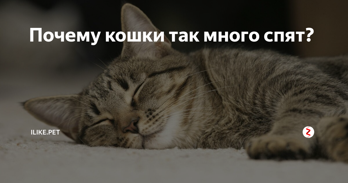 Почему кошки много спят и днем