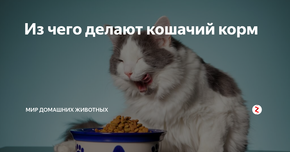 Из чего делают кошачий корм | Мир домашних животных | Дзен