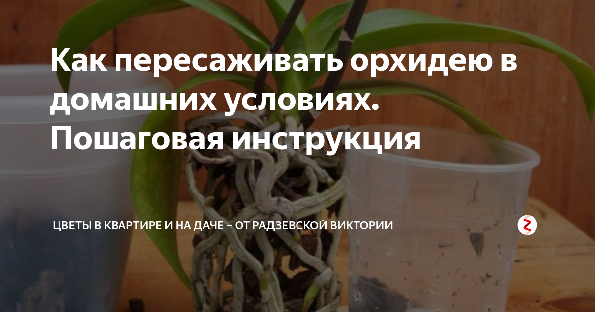 Как правильно пересаживать орхидею фото