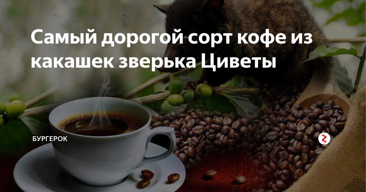 Сорт кофе выкаканный. Сорт кофе выкаканный