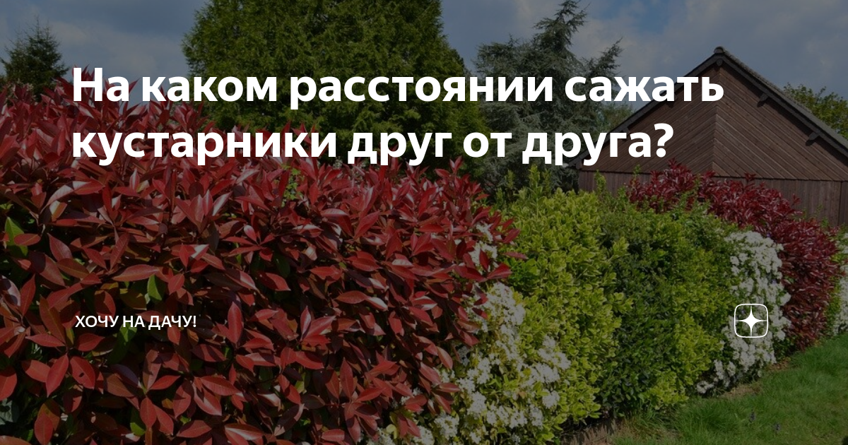 На каком расстоянии сажать кустарники. На каком расстоянии сажать декоративные кустарники друг от друга. Какой кустарник посадить в Краснодаре. Гранат дерево/кустарник сажать на каком расстоянии друг от друга.