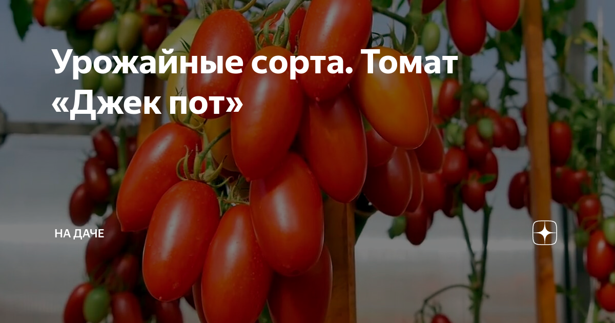 Томат джекпот схема посадки