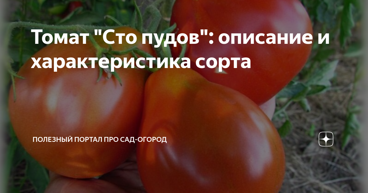 Томаты сто пудов описание сорта отзывы. Томат СТО пудов. Томат СТО пудов характеристика. Томат сотни и тысячи. Томат стотонник.