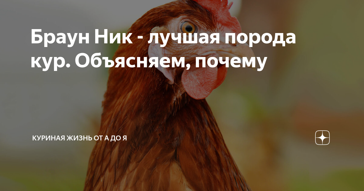 Браун Ник - лучшая порода кур. Объясняем, почему | Куриная жизнь от А ...