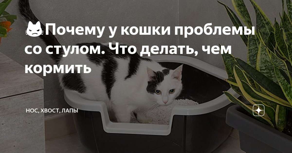 Проблемы кошек