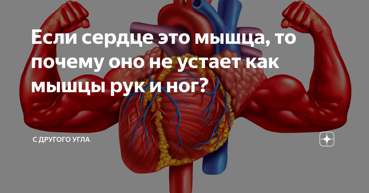 Ослабленные мышцы сердца. Слабые мышцы. Почему сердечная мышца не устает.