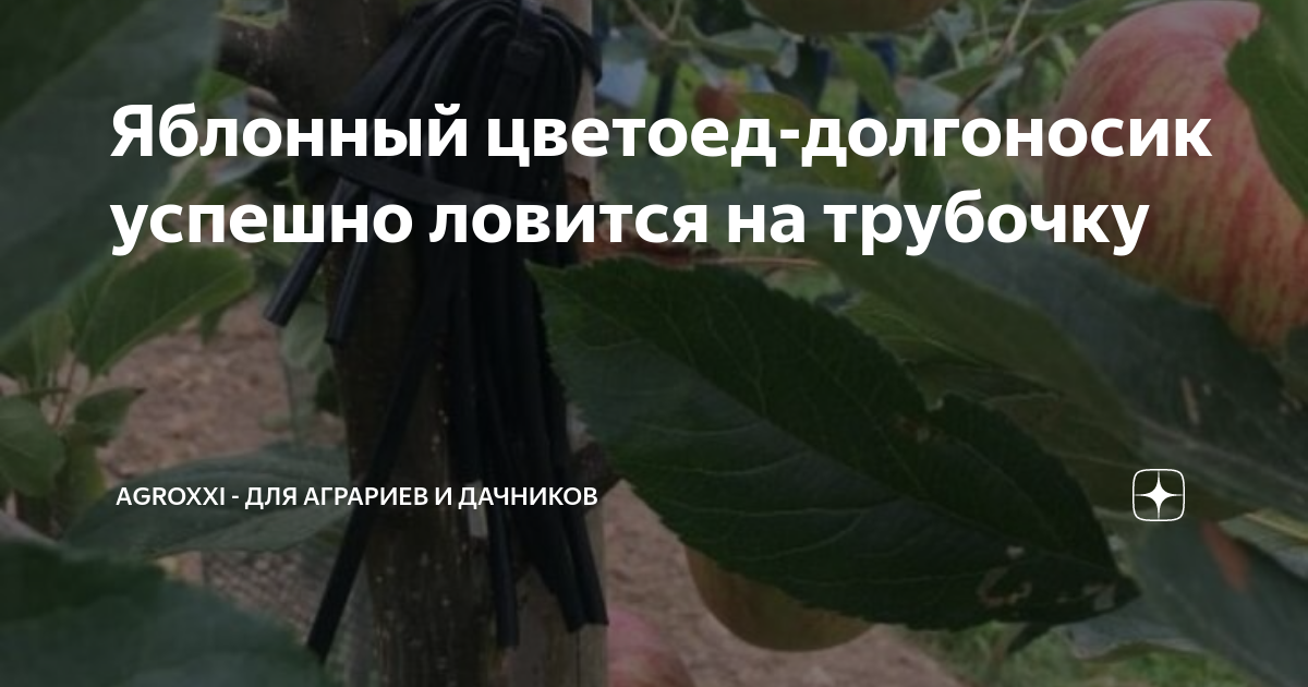 Яблонный цветоед-долгоносик успешно ловится на трубочку | АgroXXI - для ...