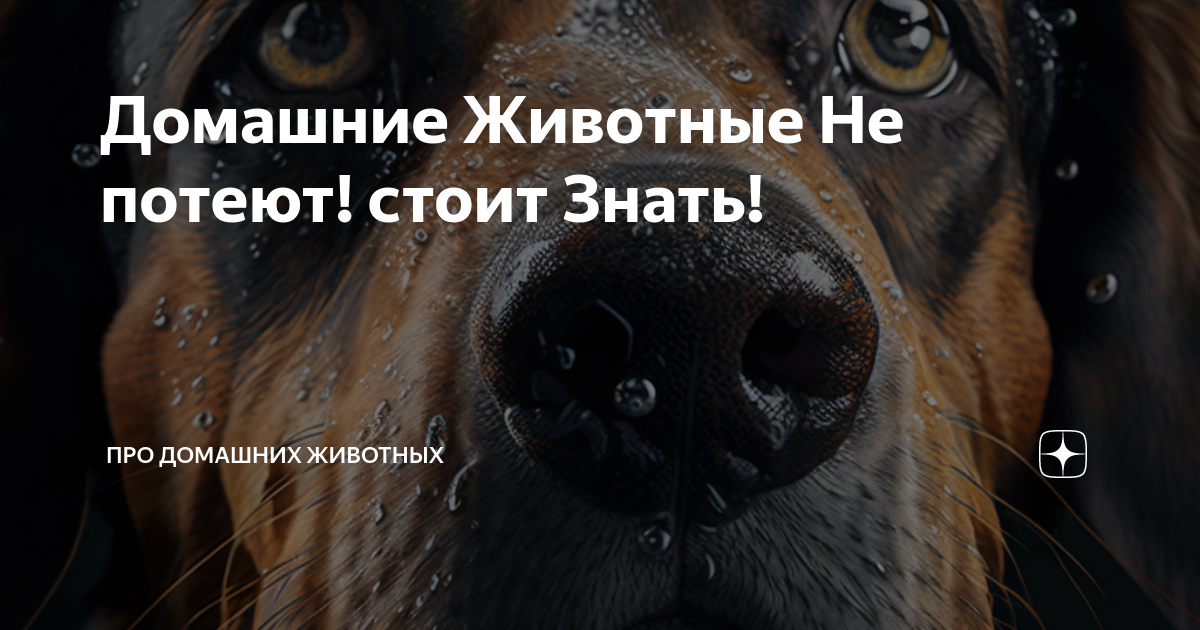 Животные вегетарианцы домашние. Песик. Нерпа в квартире. Цитаты про животных. Теленок.