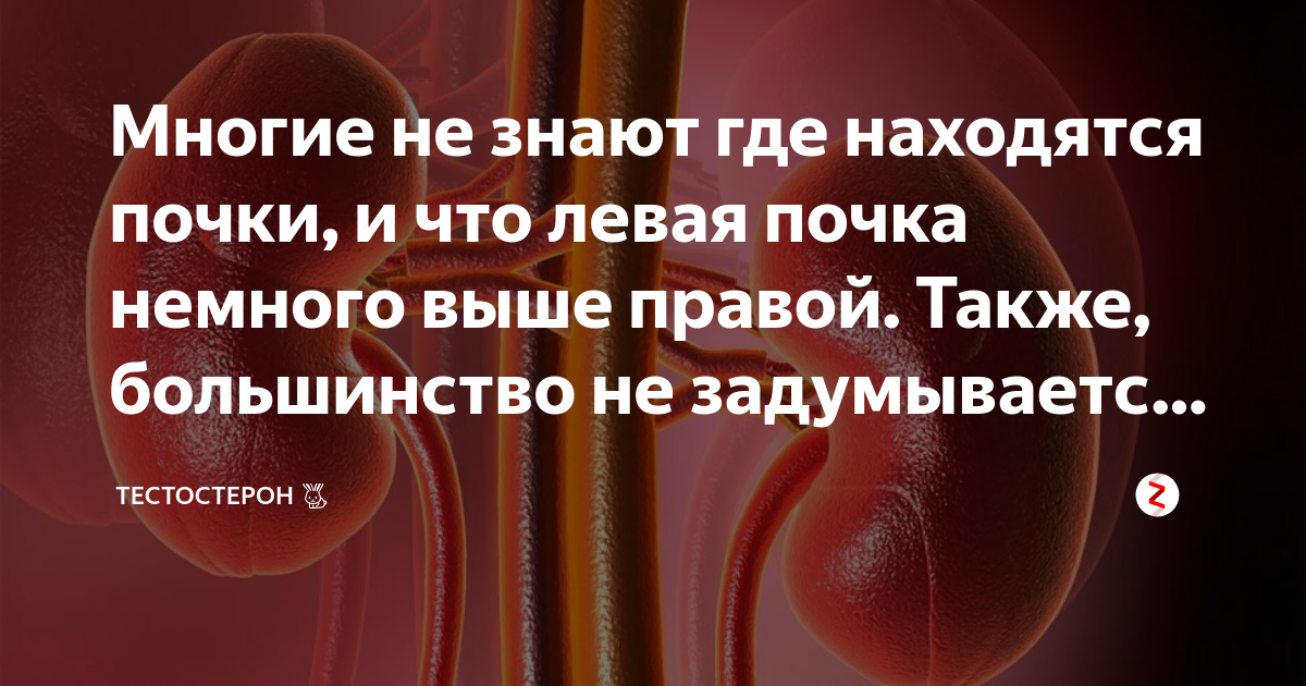 Человек может прожить без двух почек. Может ли человек жить без почек. Человек может жить с 1 почкой.