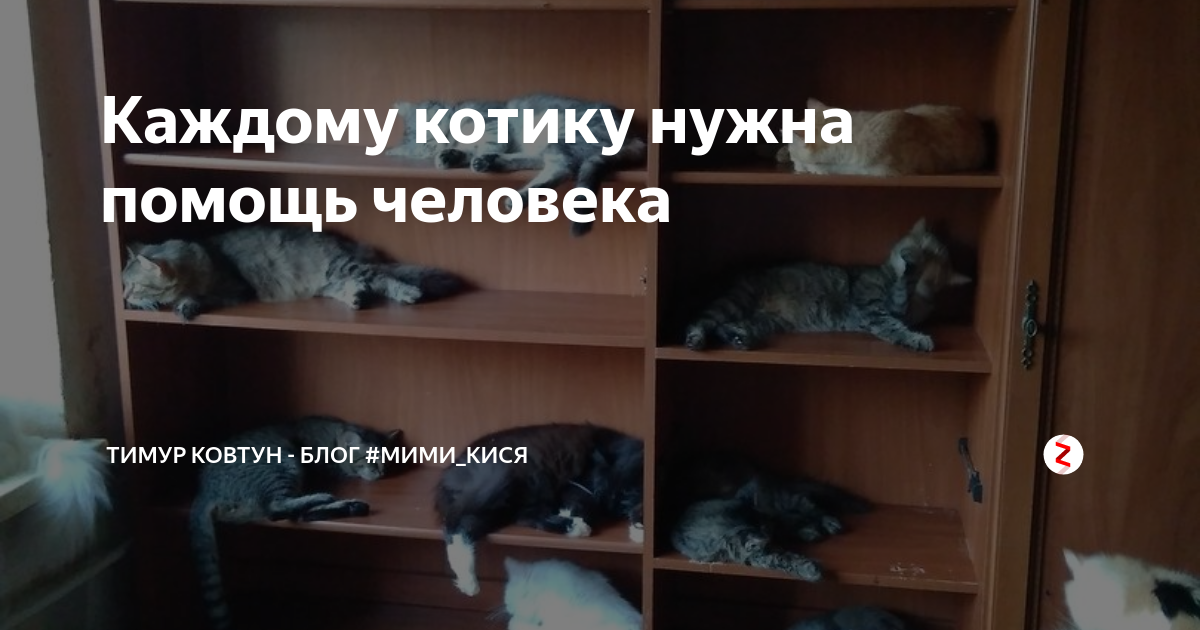 Котику нужна помощь картинки