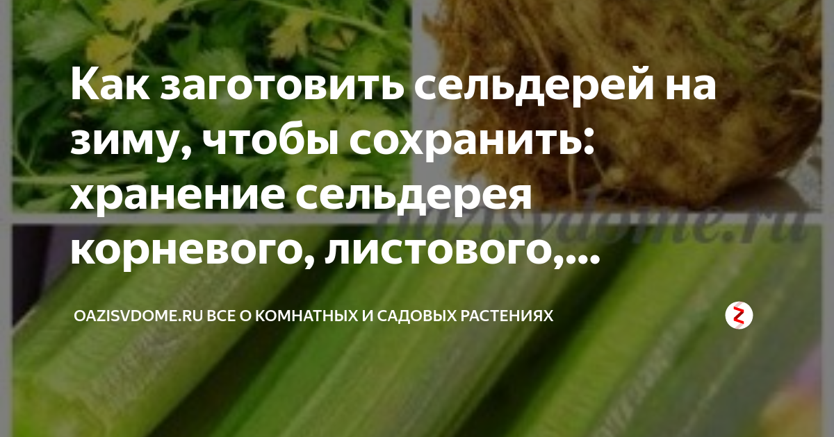 Сельдерей черешковый, заготовки на зиму, варианты длительного хранения