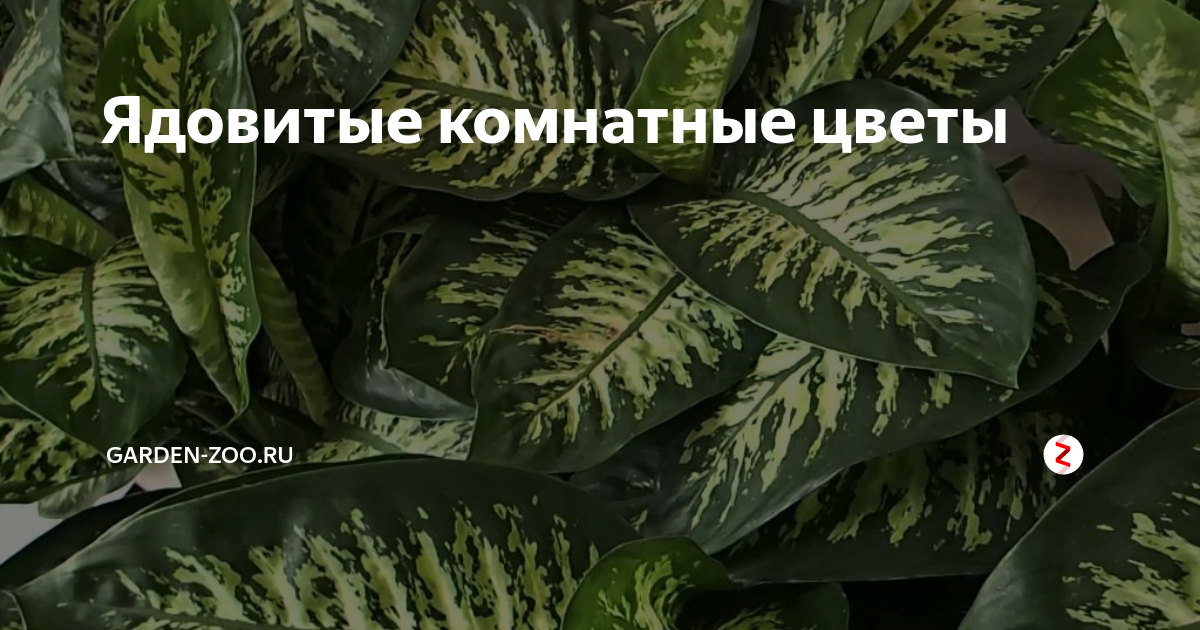 Поиск по метке "опасные комнатные растения" - Общенет