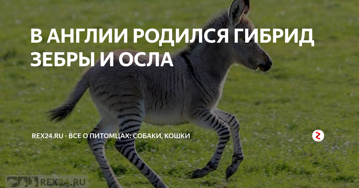 Родились гибриды. Гибрид зебры и осла. Интересные факты Зеброид. Оками гибрид зебры. И осликом и зеброй тоже полное стихотворение.