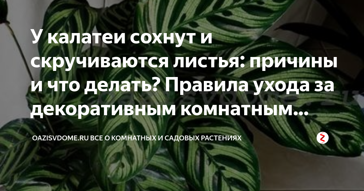 Калатея: особенности выращивания и ухода