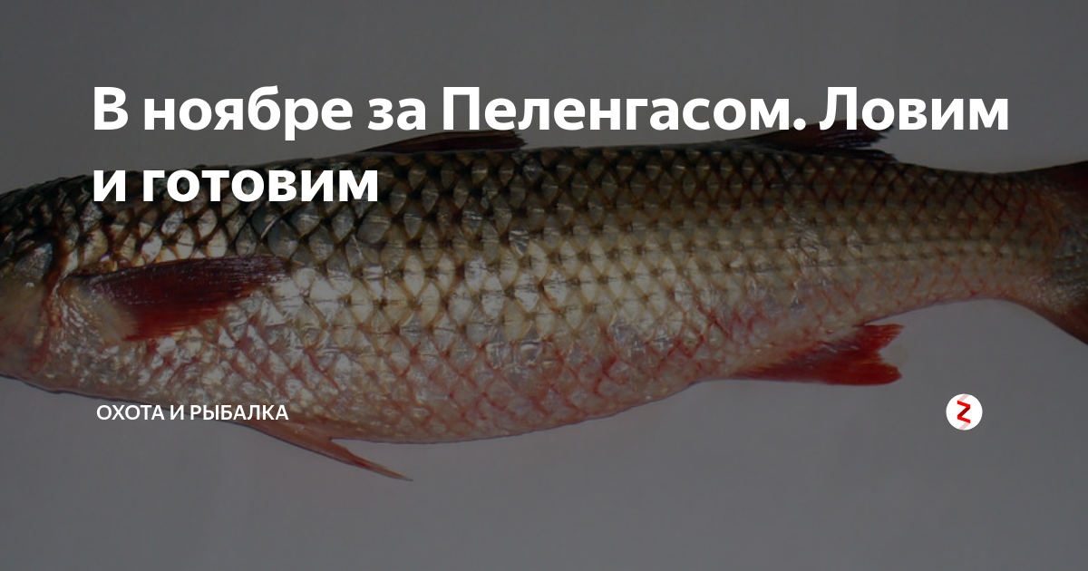 Где водится и чем питается Liza haematocheilus