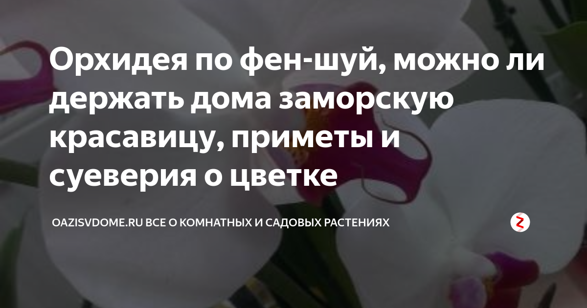 Почему нельзя дома орхидеи. Орхидеи суеверия. Орхидея в доме приметы и суеверия. Фаленопсис приметы и суеверия. Орхидея дома приметы.